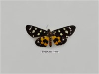 藏品(夜蛾643)的圖片